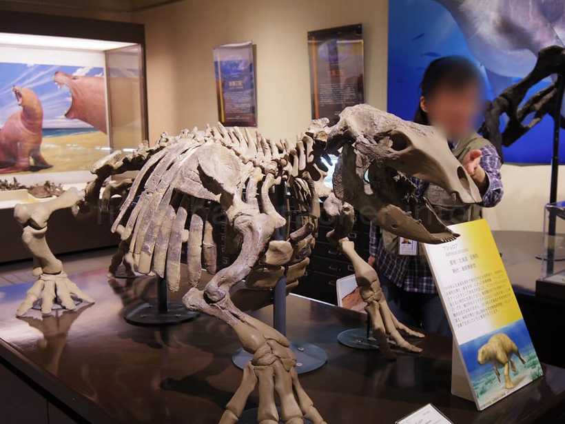 北海道大学総合博物館のボランティアガイドによる展示解説、化石が博物館に展示されるまで