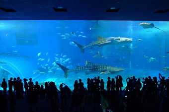 【沖縄旅行記】美ら海水族館  は午前中から夕方まで、一人でも超楽しめるよ！