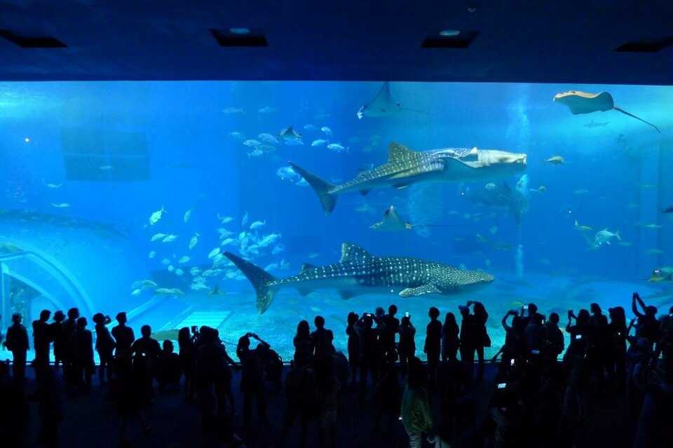 【沖縄旅行記】美ら海水族館は午前中から夕方まで、一人でも超楽しめるよ！