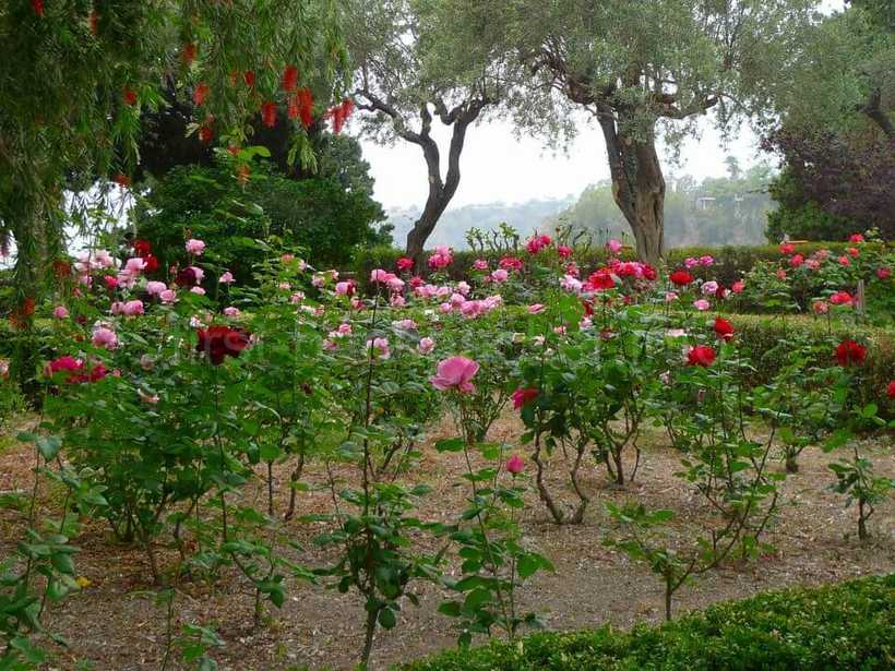 イタリア・タオルミーナのパブリック・ガーデンのバラ園