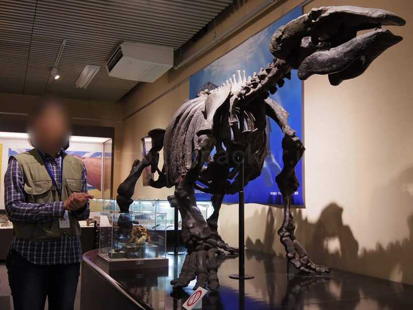 北海道大学総合博物館のボランティアガイドによる展示解説、化石が博物館に展示されるまで